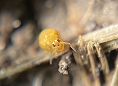 Sminthurinus henshawi