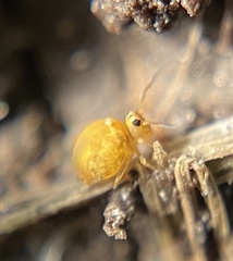 Sminthurinus henshawi