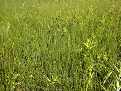 Equisetum variegatum