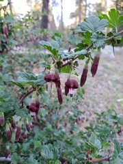 Ribes roezlii roezlii