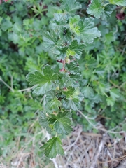 Ribes roezlii roezlii