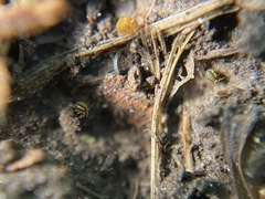 Sminthurinus elegans