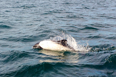 Cephalorhynchus commersonii