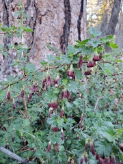Ribes roezlii roezlii