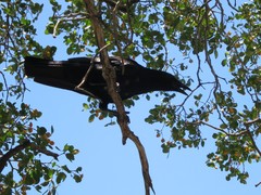 Corvus palmarum