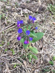 Pulmonaria mollis