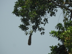 Cassiculus melanicterus