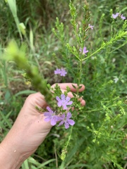 Lythrum alatum image