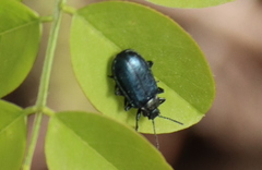 Gastrolina thoracica