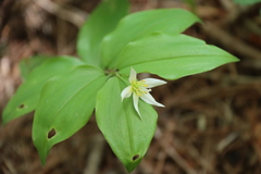 Disporum smilacinum