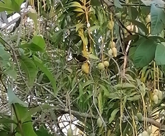 Cassiculus melanicterus