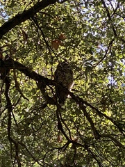 Strix occidentalis occidentalis