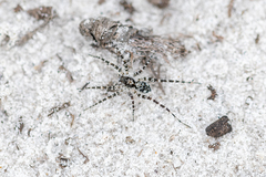 Image of Pardosa lapidicina