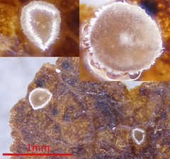 Fuscolachnum misellum