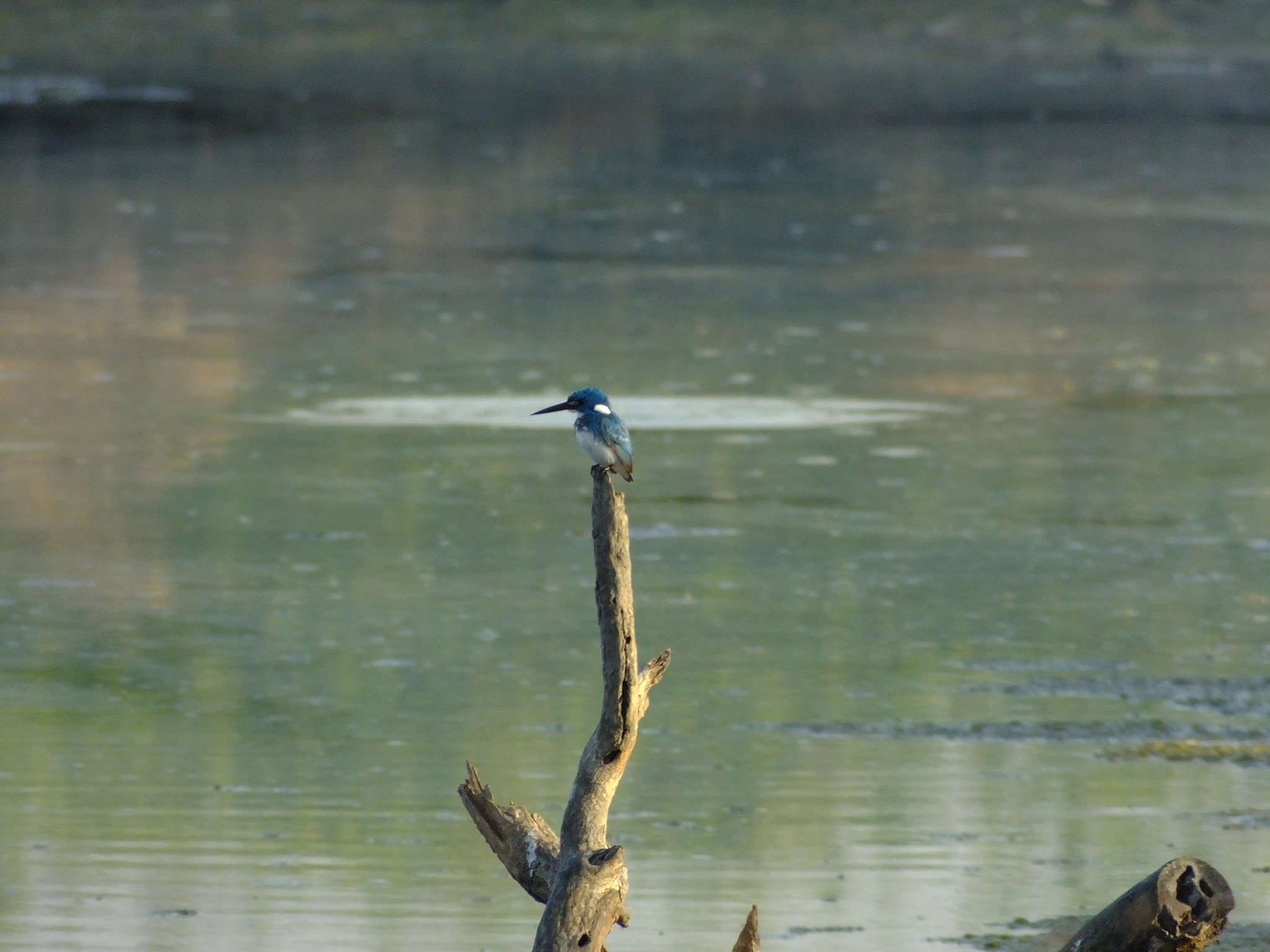 Small Blue Kingfisher illustration