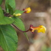 Burmeistera parviflora - Photo (c) Vilseskogen,  זכויות יוצרים חלקיות (CC BY-NC-SA)
