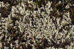 Cladonia caroliniana