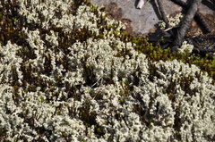 Cladonia caroliniana