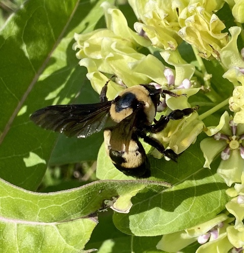 Southern Plains Bumble Bee photographed in Mississippi