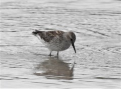 Calidris fuscicollis
