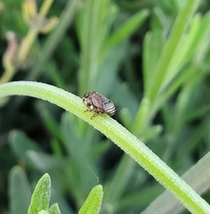 Clastoptera lineatocollis