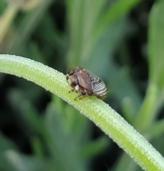 Clastoptera lineatocollis