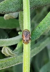 Clastoptera lineatocollis