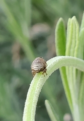 Clastoptera lineatocollis