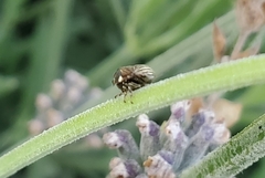 Clastoptera lineatocollis