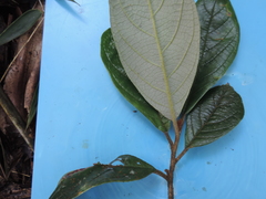 Critoniopsis lindenii