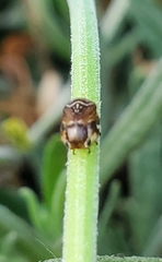 Clastoptera lineatocollis