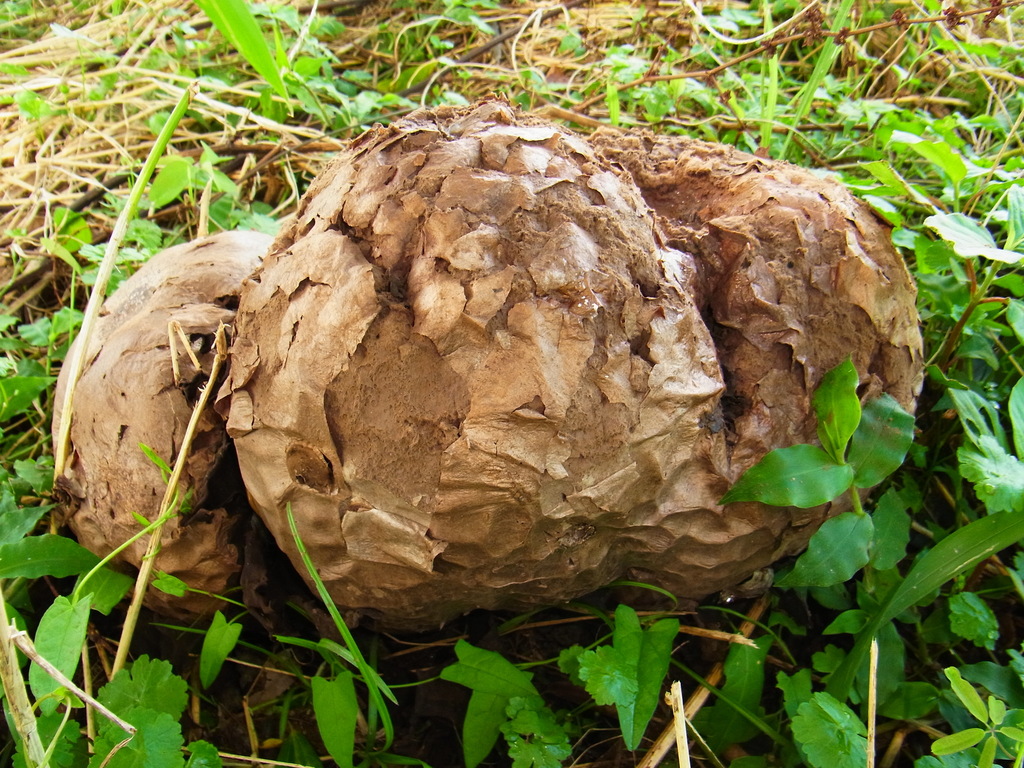 Calvatia nipponica · July 2015 · photo: © heikindai_87 (iNaturalist, cc0)
