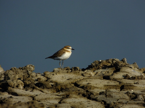 Javan Plover (Anarhynchus javanicus), photo 9