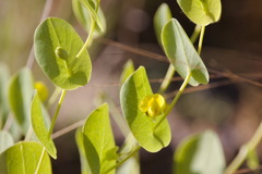 Baptisia perfoliata