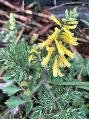 Corydalis formosana