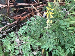 Corydalis formosana
