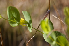 Baptisia perfoliata