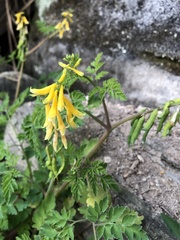 Corydalis formosana