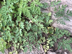 Corydalis formosana