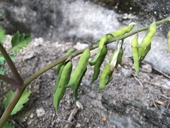 Corydalis formosana