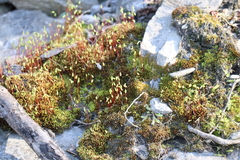 Asterella tenella