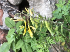 Corydalis formosana
