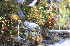 Asterella tenella