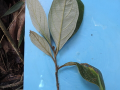 Critoniopsis lindenii