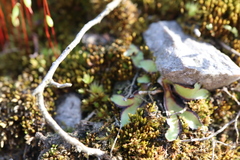 Asterella tenella