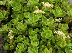 Sedum gracile