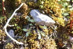 Asterella tenella