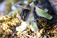 Asterella tenella