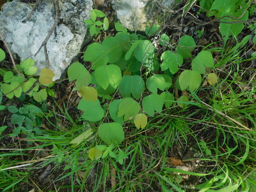Bauhinia paradisi
