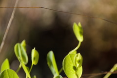 Baptisia perfoliata